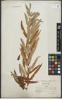 Foto von Salix purpurea L. x Salix viminalis L.